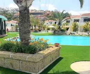 a swimming pool with a palm tree in a yard at Apartment Jane Malibu Park in Adeje