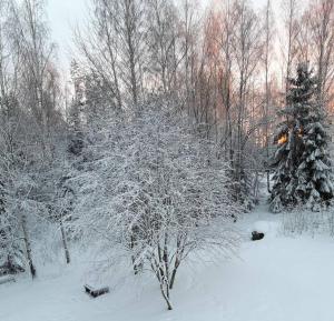 bosque nevado con árboles y árboles nevados en ONLY for during Ironman 70.3 3 room and kitchen, en Lahti