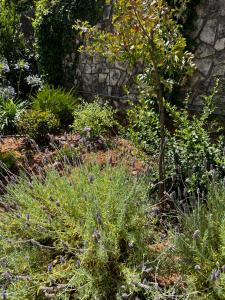 A garden outside Dimora Di Bari