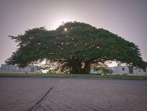 un grand arbre au milieu d'une rue dans l'établissement Hermosa Residencia junto al mar, à Veracruz