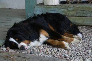 ein Hund, der auf einem Haufen Steine liegt in der Unterkunft Chata Pogaduchy in Ronin