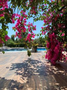 un montón de flores rosas colgando de un árbol en Baku White Villa en Bakú