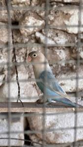 um pássaro azul está sentado numa gaiola em Santorini Hostel em Yerevan