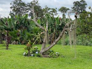 a tree in the middle of a grass field at Mi Casita Campersite in Armenia