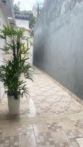 a plant in a pot next to a wall at GL Pousada in Guarujá