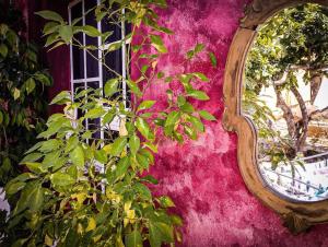 a mirror on the side of a pink wall with a plant at Quiet place 3 km from caesarea in Or ‘Aqīvāh