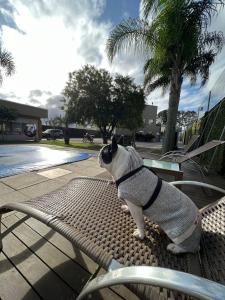 a pug dog wearing a sweater sitting on a chair at Viageiro Casa Hotel in Pelotas