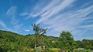 a tree on top of a hill with a sky at Zum Stuxblick in Unkel +4 photos