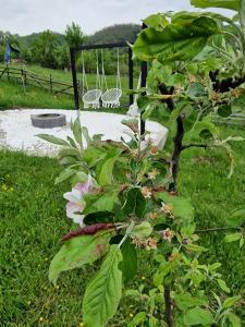 a tree with flowers in front of a swing at Casa dintre munti in Novaci-Străini