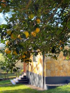 Banda pomarańczy wiszących na drzewie w obiekcie Casa de Campo Fichtelberger Hohenau w mieście Hohenau