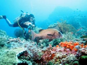 a person taking a picture of a reef with a fish at Maha Nusa Menjangan in Banyuwedang