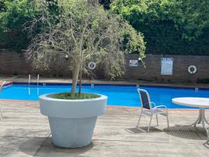 ein Baum in einem großen weißen Topf neben einem Tisch und einem Stuhl in der Unterkunft Atlanta coz Home king/queen/Twin in Atlanta