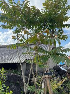 a couple of trees in front of a building at Gonae Reborn in Jeju