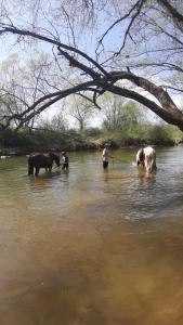 a group of people standing in a river with three dogs at Hof Notburga - Erholung, Ruhe & Natur pur 