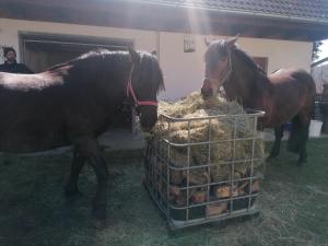 two horses standing next to a basket of hay at Hof Notburga - Erholung, Ruhe & Natur pur 