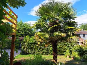 eine Palme in der Mitte eines Gartens in der Unterkunft Studio indépendant en résidence avec extérieur in Portalban- Dessous