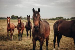 Hajé Nieuwegein في نيوفيخين: مجموعة من الخيول تقف في الميدان