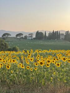 un champ de tournesol dans un champ dans l'établissement Casa le Rondini Toscana, à Bucine