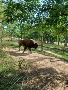 a brown animal walking down a dirt road at Plaiul Cucului in Tărcaia