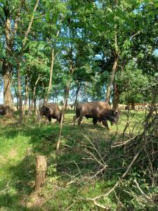 two animals walking in a field with trees at Plaiul Cucului in Tărcaia