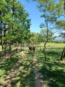 a cow standing on a dirt road with trees at Plaiul Cucului in Tărcaia