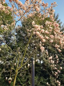 Un árbol con flores rosas junto a un poste en Boschalet Magnolia en Voorthuizen