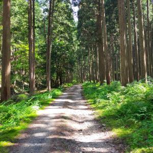 uma estrada de terra numa floresta com árvores altas em Satoyama Guest House Couture em Ayabe