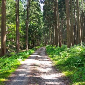 a dirt road in a forest with tall trees at Satoyama Guest House Couture in Ayabe