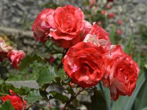 Foto dalla galleria di LOKAL Rooms x Hunza Altit Fort a Valle dell'Hunza