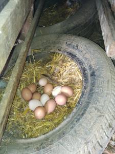 Un grupo de huevos marrones y blancos sentados en un neumático. en La petite ferme de Lucie et Andréa, en Saint-Vitte-sur-Briance