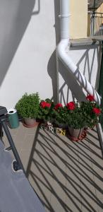 three potted plants sitting on a balcony at Aa Ciasèa duu Pintùu in Riomaggiore