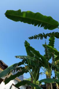 Tropikal Freskia Bunec في سارنده: زرع موز مع السماء الزرقاء في الخلفية