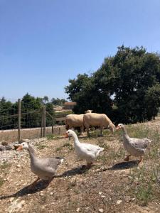 a group of ducks walking in front of some sheep at Casas de São José in Rio Maior