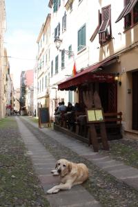 a dog laying on a sidewalk in a street at Alguerhome Casa Turchese old town in Alghero +35 photos