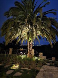 a palm tree lit up at night with lights at "Castel D Arno Guest House Assisi Perugia" in Pianello
