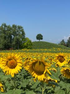 a field of sunflowers with a tree in the background at Borghetto San Biagio Relais Agriturismo in Thiene