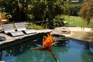 a flower in the water next to a swimming pool at Thulani River Lodge in Hout Bay