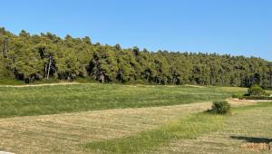 a grassy field with trees in the background at Oikos Sani Suites in Sani Beach