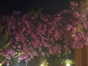 un montón de flores rosas colgando de un edificio en B&B LA BOUGANVILLE, en Spoltore