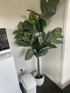 a plant in a white pot next to a toilet at Bunker on Belt in New Plymouth