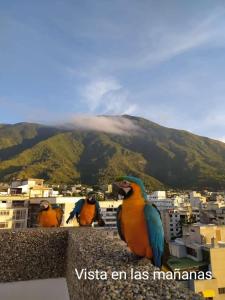 tres loros sentados en la cornisa de un edificio en Contemporary, en Caracas