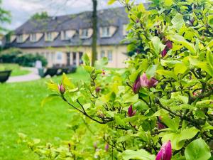 a bush with pink flowers in front of a house at Penzion G in Šumperk