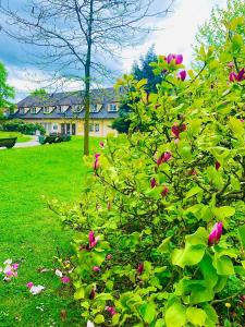 a bush with pink flowers in front of a house at Penzion G in Šumperk