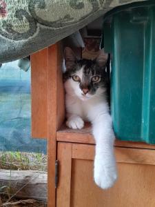 un gato está sentado en un armario de madera en Fecskés Öko Vendégház Ivád, 