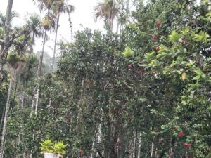 un grupo de árboles con flores rojas. en Trekkers Villa en Wayanad