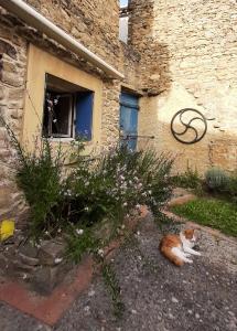 Domácí mazlíčci ubytovaní s hosty v ubytování Maison isivier