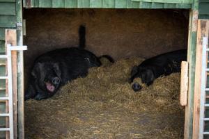 three black cows laying in hay in a barn at Dotties Retreat in Combe Martin