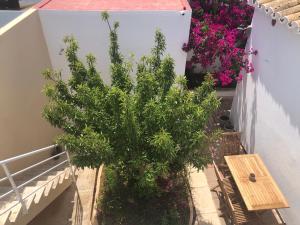 a small tree on a balcony with a wooden bench at Casa Típica Ciutadella centro in Ciutadella +30 photos