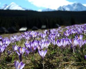 un campo de flores púrpuras con montañas en el fondo en Gościniec u Bobaków, en Ząb