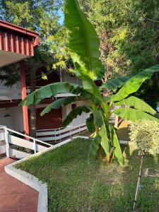 a large green plant in front of a house at Aqualux Apartments in Star Dojran